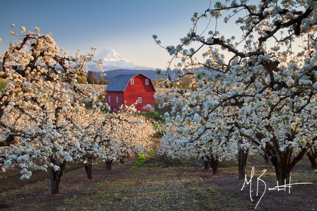I had been wanting to catch the pear/apple blossoms in the Hood River Valley for the past few years, but hadn't been able to time it right, until this year. I found this location based on driving around all the little back roads and from a few few rumors of 2-3 great barns to photograph. As I walked into the orchard all I could hear was a buzzing sound...from all the bees. Now, I'm no fan of bees, but with all the blossoms I knew they wanted nothing to do with me.