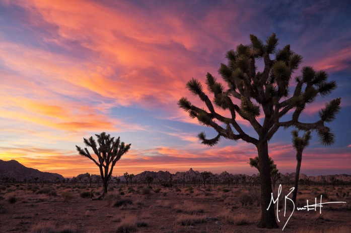 Joshua Tree National Park is one of my personal favorites in the park system. Something about the white tank granite and sprawling 'groves' of Joshua Trees speaks volumes to me. I've been to JTNP 4 or 5 times now and been skunked in getting a dynamic sunset, but not this evening.