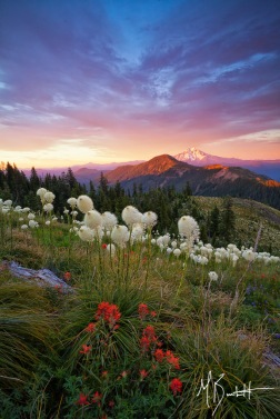 Bear grass covers the side of Coffin Mountain in July with a view of Mount Jefferson