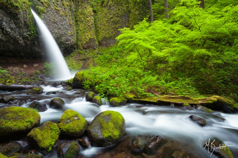 Ponytail Falls - Every spring after the rains of winter warm temperatures return bringing the forest to life. 