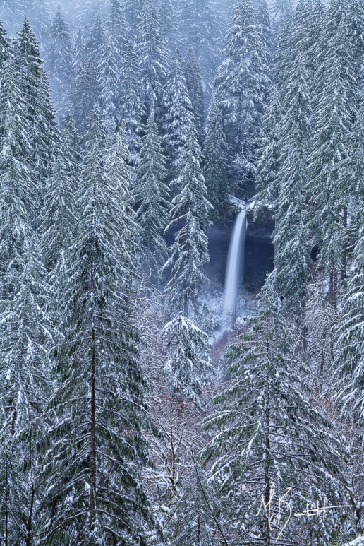 Silver Falls Winter Coat - A rare winter snow storm left Silver Falls State Park covered in white.