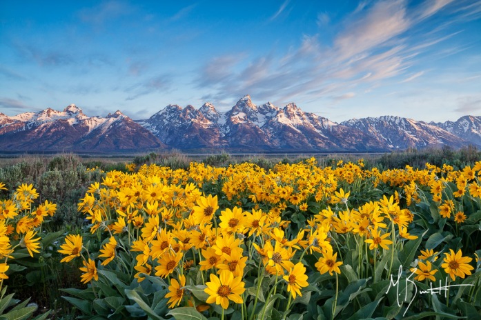 I timed my annual trip to Grand Teton National Park to coincide with the wildflower blooms in the park and meadows near Antelope Flats. I was amazed by the depth and fullness of this year's bloom. I spent two of my mornings photographing the area, the second providing soft morning light and light cloud cover over the Tetons.